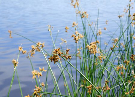Flowering lake reed Scirpus lacustris against the background of the river. Schenoplectus, sedge family close-up, macro.