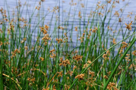 Flowering lake reed Scirpus lacustris on the river bank. Schenoplectus, sedge family close-up, macro