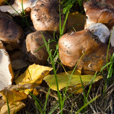 Tricholoma populinum mushrooms on the grass and on yellow leaves. Autumn harvest of mushrooms.