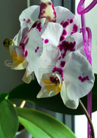 Kleine Phalaenopsis-Orchideenblume in einem violetten Topf. Nahaufnahme.