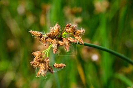 Flowering lake reed (Scirpus lacustris) on the river bank. Schenoplektus (Schoenoplectus) of the sedge family close-up, macro.