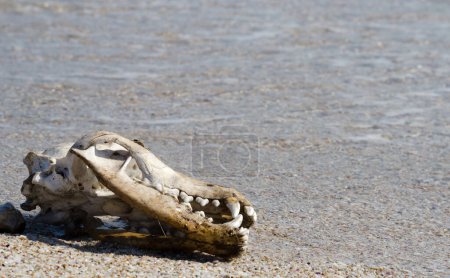 Animal skull on the ocean shore. Dog skull close-up on the sand.