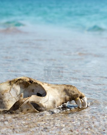 Tierschädel am Meeresufer. Hundeschädel aus nächster Nähe im Sand.