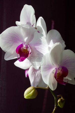 Hermosa flor de la orquídea Phalaenopsis sobre un fondo oscuro. Primer plano