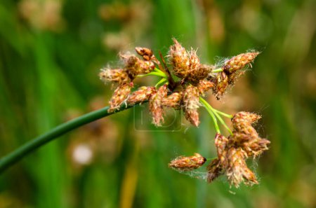 Flowering lake reed (Scirpus lacustris) on the river bank. Schenoplektus (Schoenoplectus) of the sedge family close-up, macro.