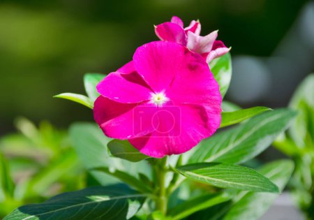 Catharanthus (lat. Catharanthus) is a genus of annual or evergreen perennial herbaceous plants. Blooming periwinkle against a green background. Subshrubs of the Kutrovye family.