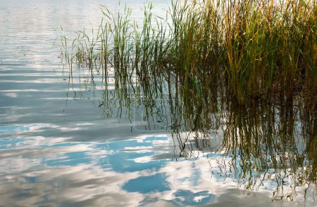 Foto de Cañas en la orilla del río. Cañas verdes sobre un fondo de nubes azules - Imagen libre de derechos