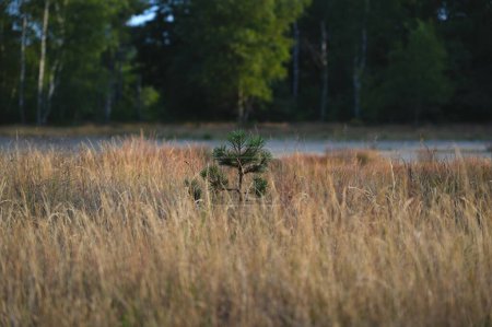 Téléchargez les photos : Un jeune pin solitaire pousse au milieu d'une prairie forestière avec de l'herbe sauvage brun doré - en image libre de droit