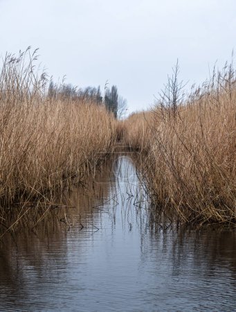 Tranquil water ditch meanders through dense vegetation of tall reed landscape in a North Holland polder. Vegetation reflects a muted palette of natural earthy tones, emphasizing the calm and stillness