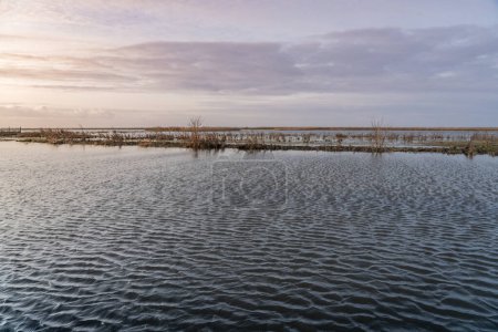 Gelassener Sonnenuntergang über dem überfluteten niederländischen Naturschutzgebiet Lebensraum für Wasservögel mit kahlen Bäumen und Schilf tauchen vom Ufer auf, die Wasseroberfläche des Sees spiegelt die Pastelltöne des Abendhimmels wider. 
