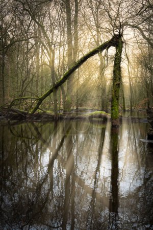 Crepúsculo sereno sobre roble roto en el lago Forest. Los rayos del sol se filtran a través de un bosque, iluminando un estanque tranquilo con un árbol roto, evocando una sensación de paz.