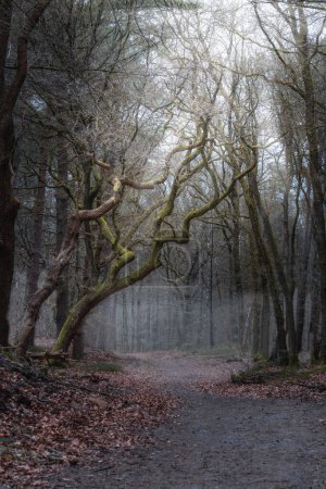 Misty Autumn Morning Under a Moss-Covered Tree with winding branches. Along forest path a mossy oak tree with twisting branches in a mist-enveloped, sunlit forest during fall in the netherlands