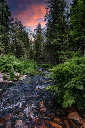 Sunset Over Swedish Forest Stream. A tranquil forest river stream flows through verdant foliage under a sunset sky in the untouched wilderness of Dalarna Sweden.