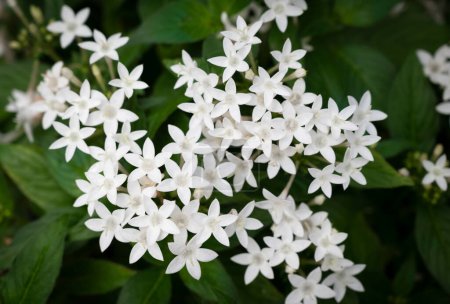 Téléchargez les photos : Gros plan sur Pentas lanceolata, amas d'étoiles égyptiennes, de petites fleurs blanches fleurissent dans le jardin tropical. - en image libre de droit
