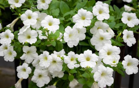 Téléchargez les photos : Fond naturel de fleurs de pétunia blanc pur fleurissant dans le jardin. Plantes à fleurs pour la décoration dans le jardin. - en image libre de droit