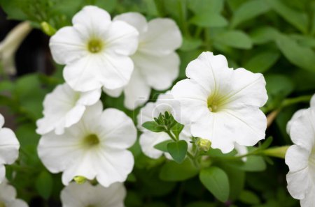 Téléchargez les photos : Gros plan de fleurs blanches pures de pétunia fleurissant dans le jardin. Plantes à fleurs pour la décoration dans le jardin. - en image libre de droit