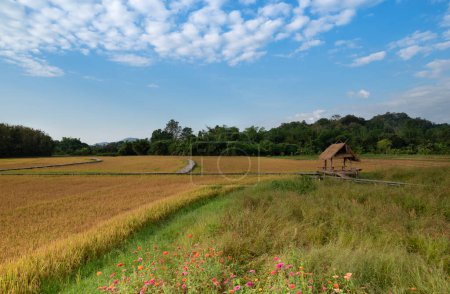 Téléchargez les photos : Fond naturel de rizières dorées, fermes biologiques, et l'agriculture avec ciel bleu et paysage nuageux en Thaïlande. Rizières mûres prêtes pour la récolte. - en image libre de droit