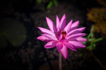 Téléchargez les photos : Close-up of a purple-pink lotus flower blooming with natural sunlight in the pond on dark background. Water lily. - en image libre de droit