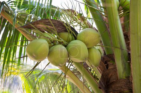 Téléchargez les photos : Fresh coconut on the coconut tree in Thailand. Fresh fruit juice and used as raw materials for cooking. - en image libre de droit