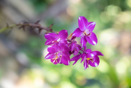 Téléchargez les photos : Close-up of Spathoglottis, a vivid pink hybrid orchid bouquet is blooming with natural sunlight and bokeh backgrounds in the garden. - en image libre de droit