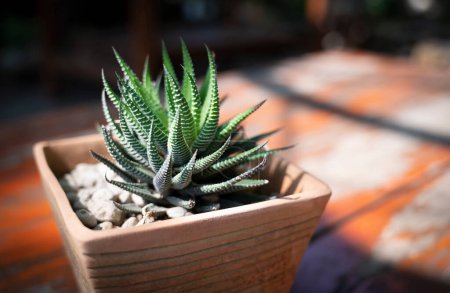 Foto de Close-up of a Haworthia zebra plant in natural sunlight. A small evergreen succulent plant with short leaves and bands of white tubercles. The Ornamental plant for decorating in the garden or room decor. - Imagen libre de derechos