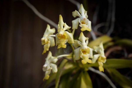 Téléchargez les photos : Close-up of Vanda denisoniana, wild orchid, beautiful yellow flowers bouquet blooming on a dark background and vignetted. - en image libre de droit