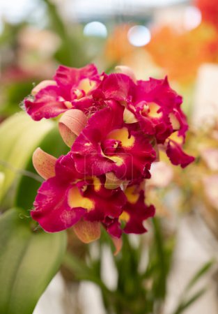 Téléchargez les photos : Close-up of bi-color Cattleya hybrid orchids. The sepals are yellow, and the petals and lips are red and yellow. Fragrant. The flower orchids bloom with natural soft light in the garden. - en image libre de droit