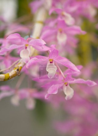 Téléchargez les photos : Close-up of Dendrobium orchids bouquet with pink petals and white on the lip. Fragrant. The flower orchids bloom with natural soft light in the garden. - en image libre de droit