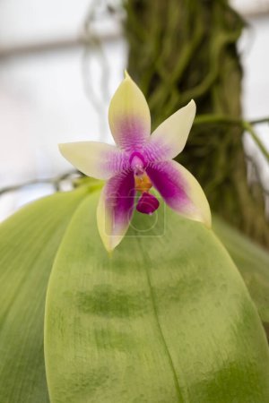 Téléchargez les photos : Close-up of Phalaenopsis bellina orchids with purple-green petals. Star-shaped. Fragrant. The small flower orchid bloom with natural soft light in the garden. - en image libre de droit
