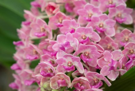 Téléchargez les photos : Close-up of Rhynchostylis gigantea pink orchid bouquet, petals are soft pink and fragrant. The flower orchid blooming with natural light in the garden. - en image libre de droit