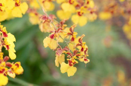 Selektiver Fokus der Oncidium Orchideen, der Blütenstand ist lang und hat einen Zweig, Blütenblätter sind braun und Lippen sind gelb. Die kleine Blume Orchideenstrauß blüht auf verschwommenen Hintergründen. 