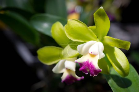 Téléchargez les photos : Close-up of Cattleya hybrid orchids bouquet. The sepals and petals are bright green, and the lips are white and purple. Fragrant. The flowers bloom in the garden with natural soft light on green leaves backgrounds. - en image libre de droit