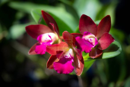Téléchargez les photos : Close-up of Cattleya hybrid orchids. The sepals and petals are red-purple, and the lips are pink. Fragrant. The flowers bloom in the garden with natural soft light and dark backgrounds. - en image libre de droit