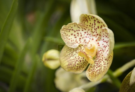Téléchargez les photos : Close-up of Vanda hybrid orchid. The petals in light yellow with red-brown dots scattered throughout the petals. The flowers bloom in the garden with natural soft light on green backgrounds. - en image libre de droit