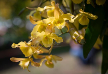 Téléchargez les photos : Gros plan du bouquet d'orchidées Dendrobium friedericksianum aux pétales jaunes suspendu dans le jardin avec lumière naturelle du soleil. Orchidées domestiques de Thaïlande. - en image libre de droit