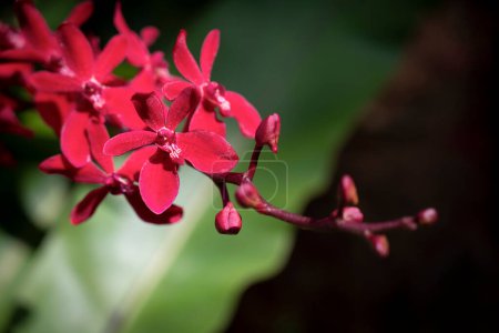 Téléchargez les photos : Gros plan des orchidées Arachnis hybrides, des sépales et des pétales sont rouge foncé et les lèvres sont blanches. Les orchidées fleurissent avec la lumière naturelle du soleil dans le jardin. - en image libre de droit