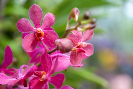Téléchargez les photos : Gros plan des orchidées Mokara hybrides, les sépales et les pétales sont rose foncé avec un motif de points et les lèvres sont jaunes. Les orchidées fleurissent dans la lumière douce naturelle dans le jardin. - en image libre de droit