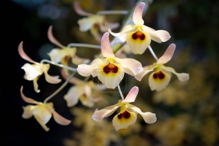 Téléchargez les photos : Gros plan du bouquet d'orchidées Dendrobium friedericksianum avec des pétales jaunes et des taches brunes sur les lèvres. L'orchidée fleurit et est suspendue dans le jardin. Orchidées domestiques de Thaïlande. - en image libre de droit