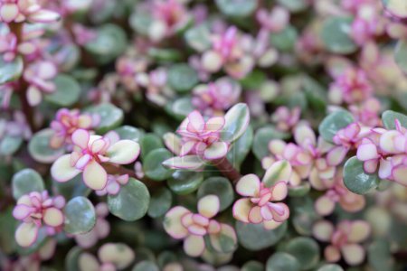 Photo for Natural background of Elephant bush, A small-leaved succulent plant, The leaves are green, and the top is pink. Variegated plants. The ornamental plants for decorating in the garden or room decor. - Royalty Free Image