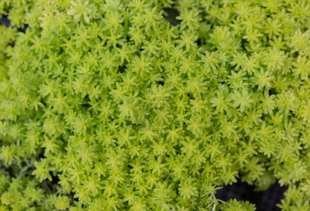 Natural background of small Sedum lineare, carpet sedum, or needle stonecrop. Succulents plants. The leaves are green and slender. The ornamental plants for decorating in the garden. Ground cover plants.