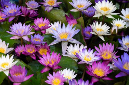Téléchargez les photos : Fond naturel de fleurs de lotus colorées avec du pollen jaune et des feuilles de lotus. Les fleurs fleurissent dans la piscine avec la lumière naturelle du soleil. Lys d'eau. - en image libre de droit