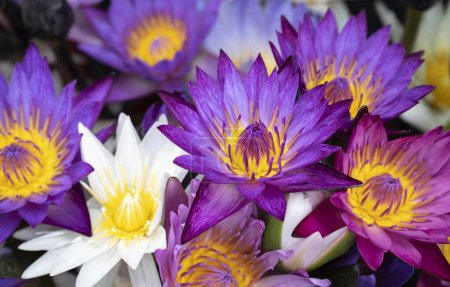 Téléchargez les photos : Fond naturel de fleurs de lotus colorées avec du pollen jaune. Les fleurs fleurissent dans la piscine avec la lumière naturelle du soleil. Lys d'eau. - en image libre de droit