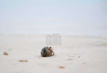 Téléchargez les photos : Gros plan d'un petit beau crabe ermite sur le sable fin dans la douce lumière du soleil du matin. Un crabe qui vit dans des coquilles simples vides ou des coquilles de mollusques pour se protéger, que l'on trouve dans les eaux côtières.. - en image libre de droit