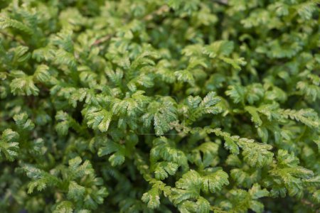 Natural background of small evergreen fern leaves (Selaginella kraussiana) with natural sunlight in the tropical garden.