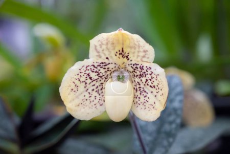 Téléchargez les photos : Gros plan de l'orchidée Paphiopedilum godefroyae sur fond de feuilles vertes. La fleur d'orchidée est d'un jaune tendre sur les pétales, brun foncé tachetée, et la lèvre forme la poche. - en image libre de droit