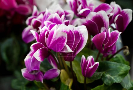 Photo for Floral background of purple Cyclamen flowers with a white edge in the natural soft light. The ornamental plants for decorating in the garden. - Royalty Free Image