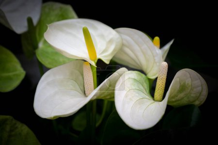Téléchargez les photos : Gros plan de fleurs de flamant blanc (anthurium) fleurissant dans un fond sombre. Les fleurs ornementales pour la décoration dans le jardin. - en image libre de droit
