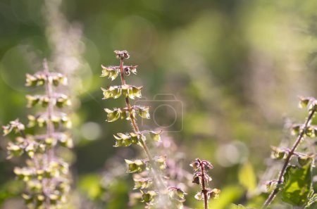 Téléchargez les photos : Fond naturel de petites fleurs (fleurs de basilic) avec lumière douce du soleil du matin dans le jardin tropical sur fond bokeh. - en image libre de droit