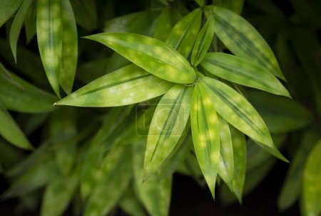 Photo for Close-up of Dracaena surculosa on a dark background, bamboo plants with green-yellow leaves, dark green stripe in the middle, and yellow spots. Use as a garden decoration. (Japanese Bamboo, Spotted Dracaena) - Royalty Free Image