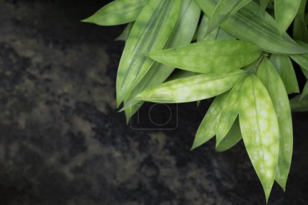 Photo for Close-up of Dracaena surculosa on a dark background with copy space for text, bamboo plants with green-yellow leaves, dark green stripe in the middle, and yellow spots. Use as a garden decoration. (Japanese Bamboo, Spotted Dracaena) - Royalty Free Image